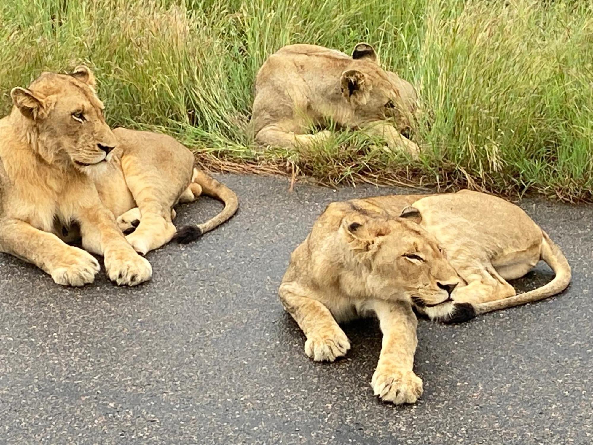 Kholiwe On Kruger Lodge & Safaris Marloth Park Exterior photo