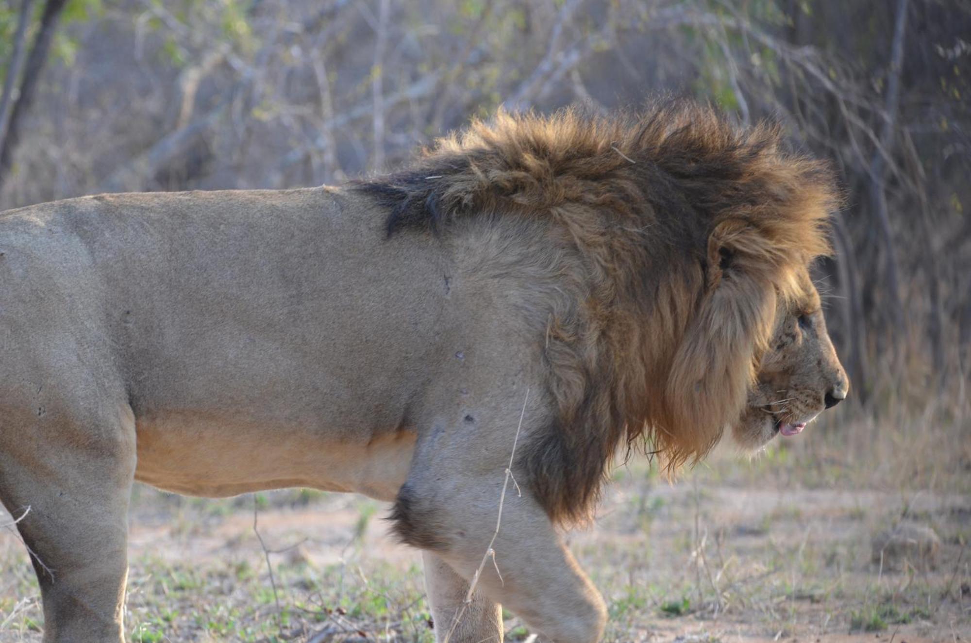 Kholiwe On Kruger Lodge & Safaris Marloth Park Exterior photo