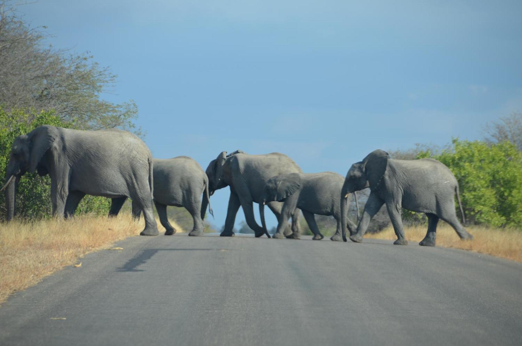 Kholiwe On Kruger Lodge & Safaris Marloth Park Exterior photo