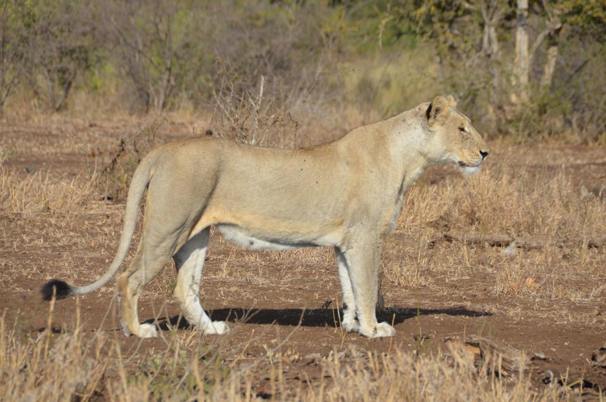 Kholiwe On Kruger Lodge & Safaris Marloth Park Exterior photo